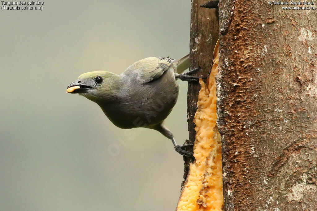 Tangara des palmiersadulte, identification, régime, mange