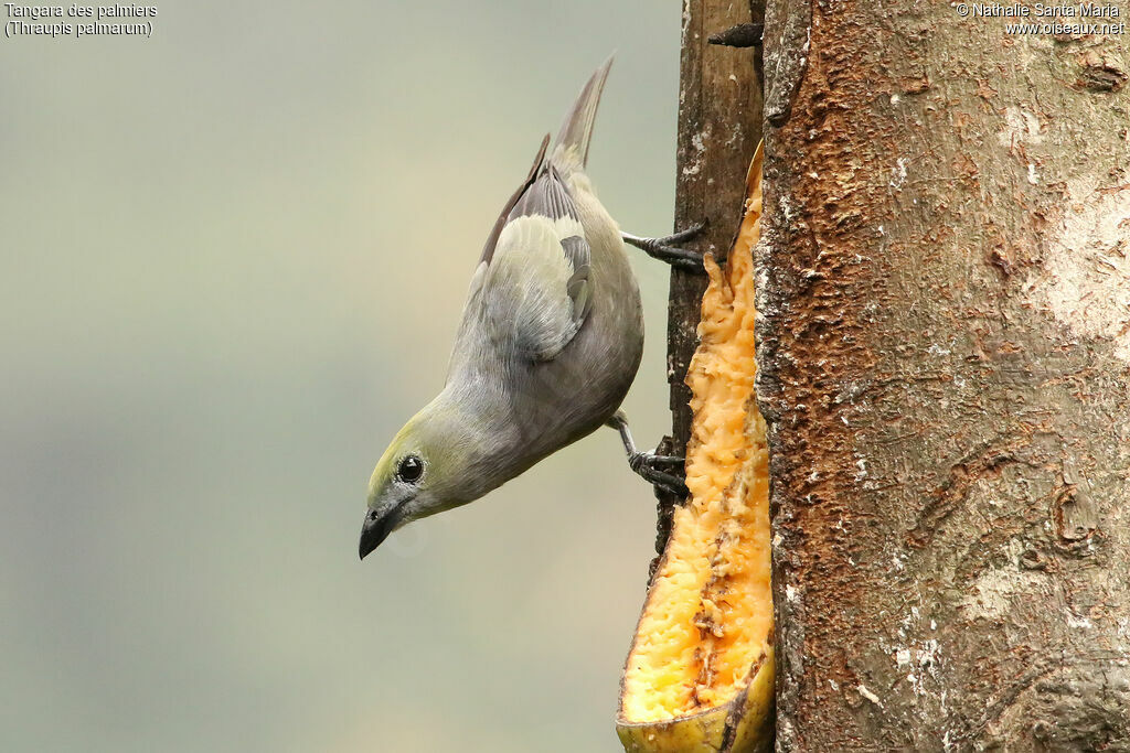 Palm Tanageradult, identification, feeding habits