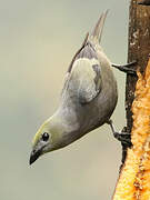 Palm Tanager