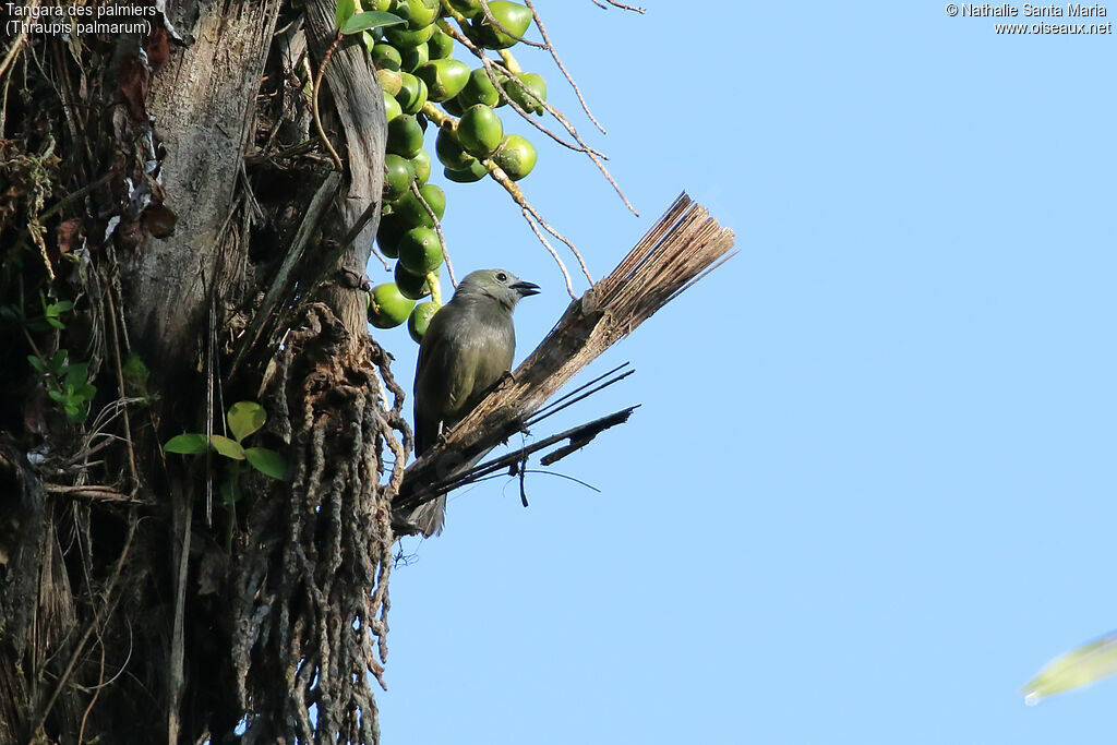 Palm Tanageradult, habitat