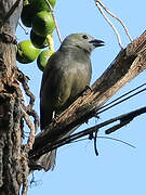 Palm Tanager