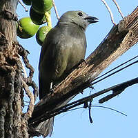 Tangara des palmiers