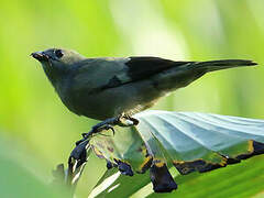 Palm Tanager