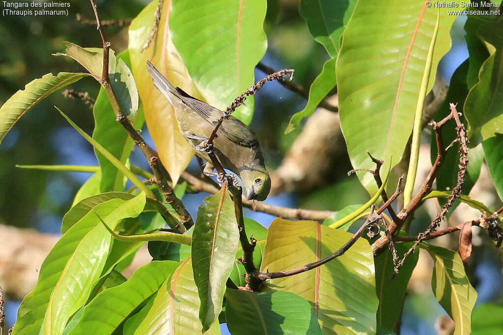 Tangara des palmiers