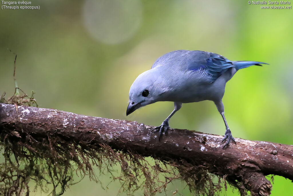 Tangara évêqueadulte, identification