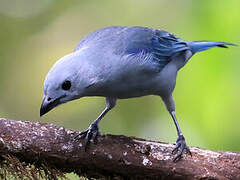 Blue-grey Tanager