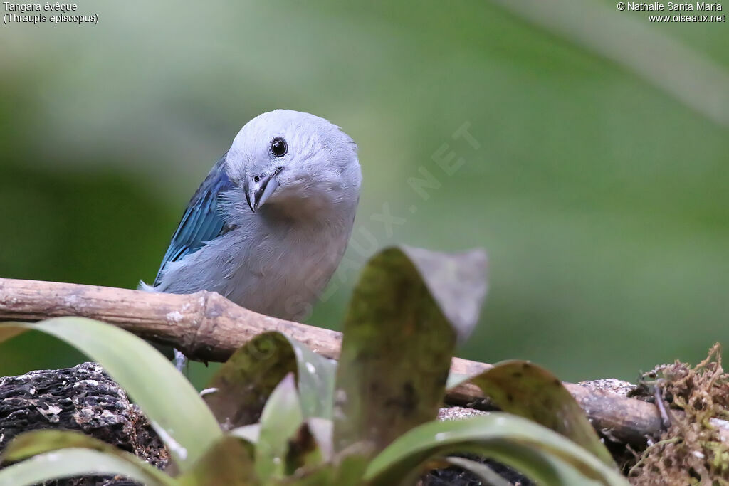 Blue-grey Tanageradult, identification