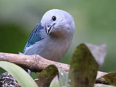 Blue-grey Tanager