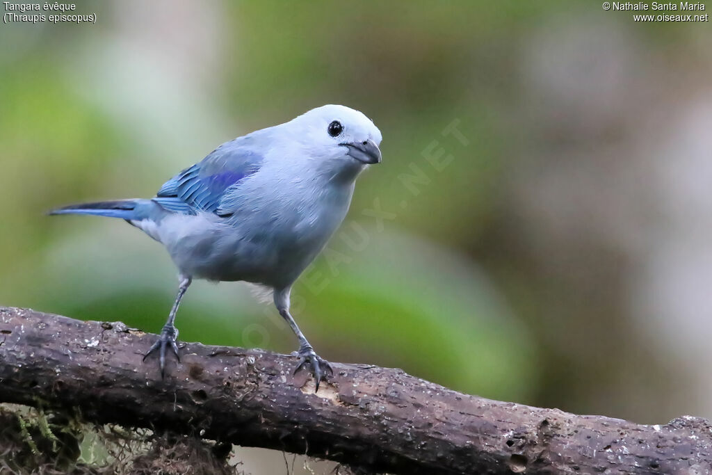 Blue-grey Tanageradult, identification