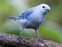 Blue-grey Tanager