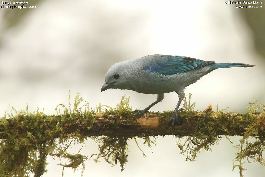 Blue-grey Tanageradult, identification