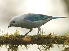 Blue-grey Tanager