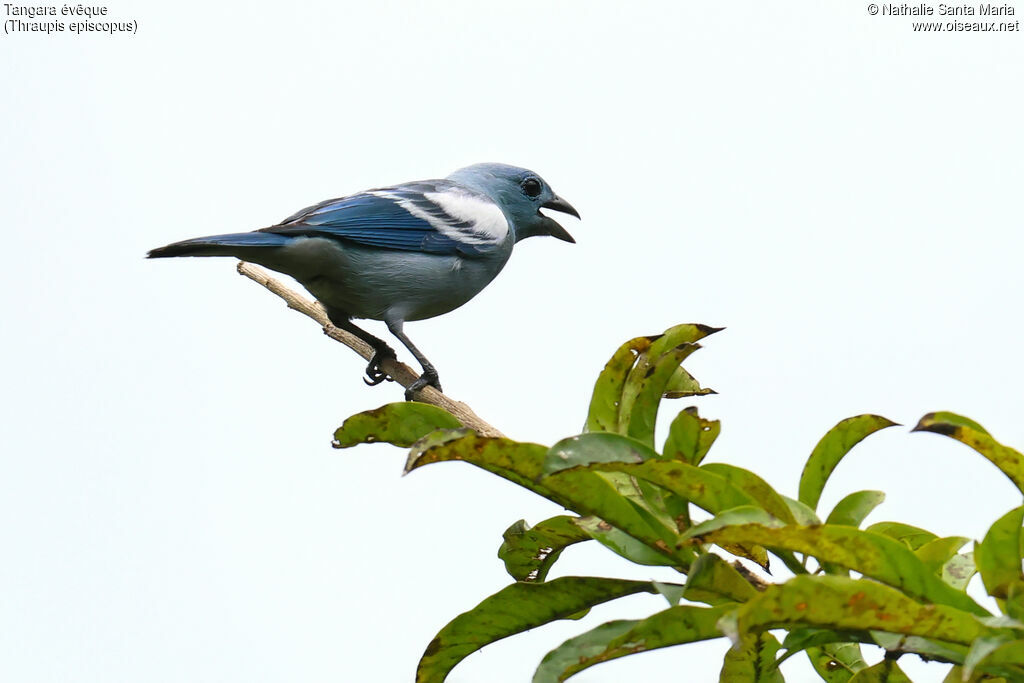 Tangara évêque
