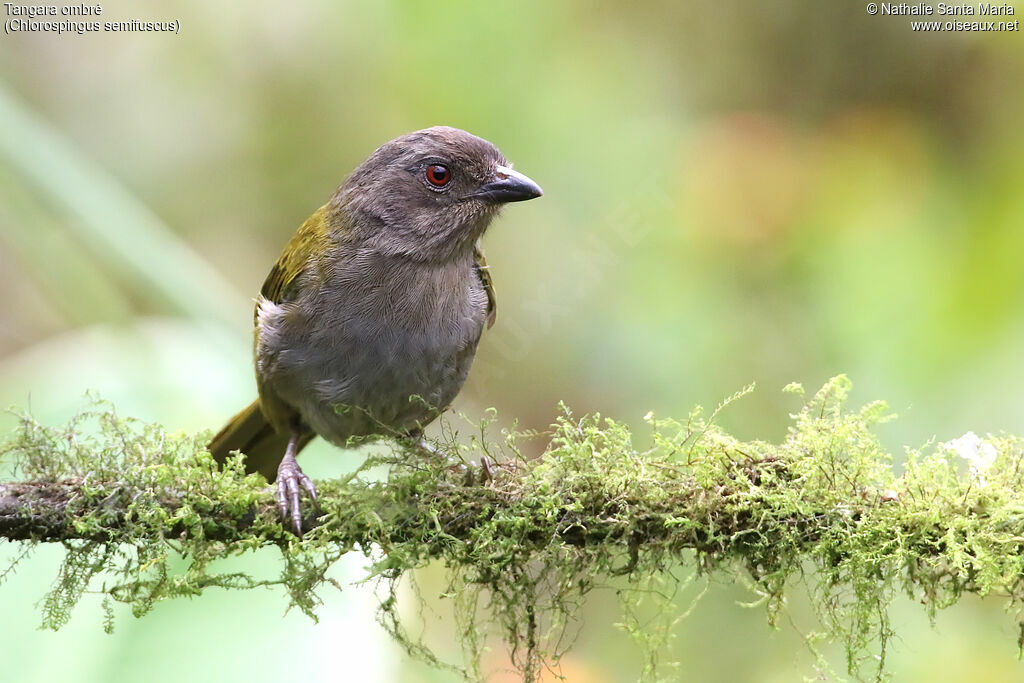 Dusky Chlorospingusadult, identification