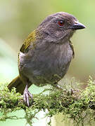 Dusky Bush Tanager