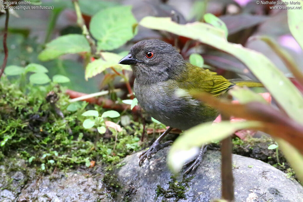 Dusky Bush Tanageradult, identification