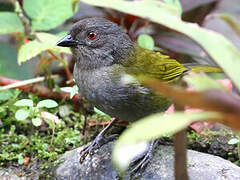 Dusky Bush Tanager