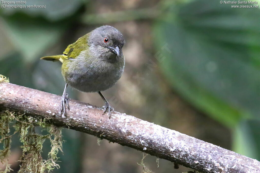 Dusky Chlorospingusadult, identification