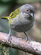 Dusky Bush Tanager