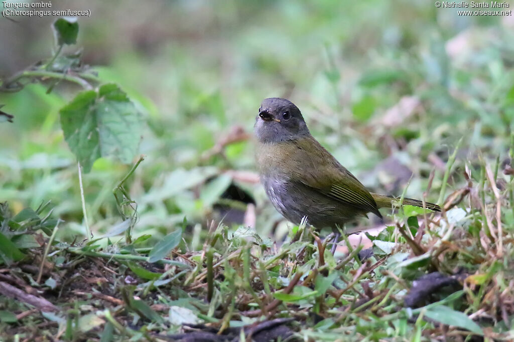 Dusky Chlorospingusimmature, identification