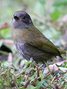 Dusky Bush Tanager