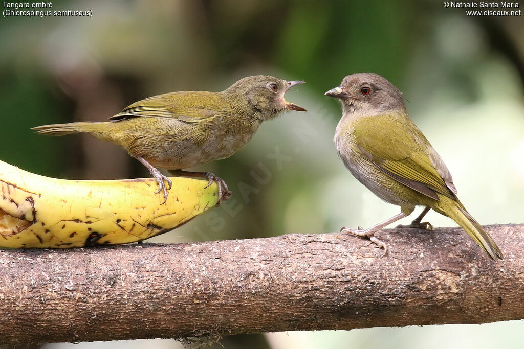 Dusky Chlorospingusjuvenile, identification, feeding habits, eats