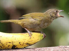 Dusky Bush Tanager