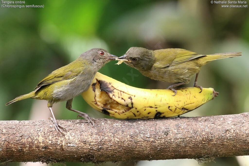 Dusky Chlorospingusjuvenile, identification, feeding habits, eats