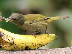 Dusky Bush Tanager