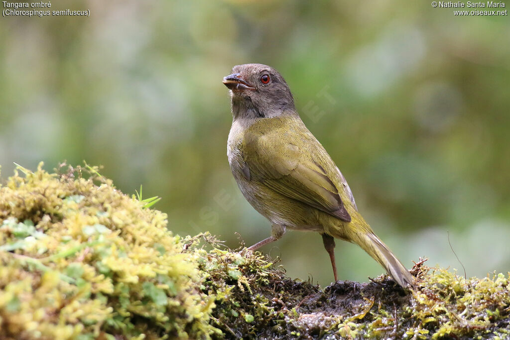 Dusky Chlorospingusadult, identification