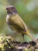 Dusky Bush Tanager