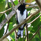 Tangara pillurion