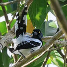 Tangara pillurion