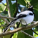 Tangara pillurion