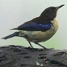 Tangara sucrier
