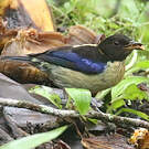 Tangara sucrier