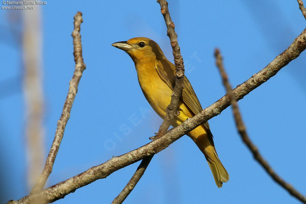 Summer Tanager female adult, identification