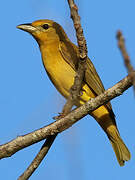 Summer Tanager