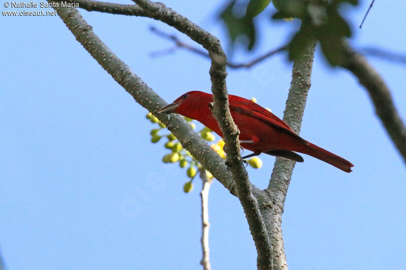 Summer Tanager male adult breeding, identification