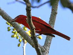 Summer Tanager