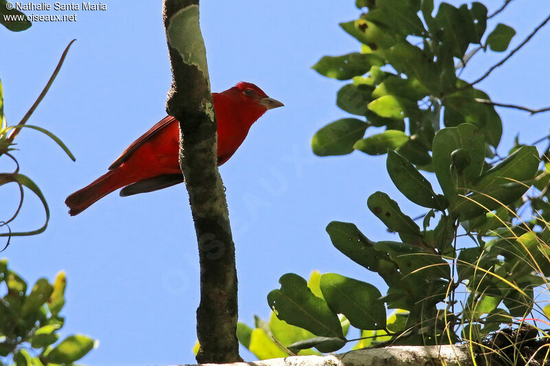 Summer Tanager male adult breeding, identification