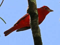 Summer Tanager