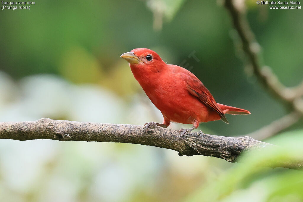 Summer Tanager male adult, identification