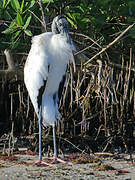 Wood Stork