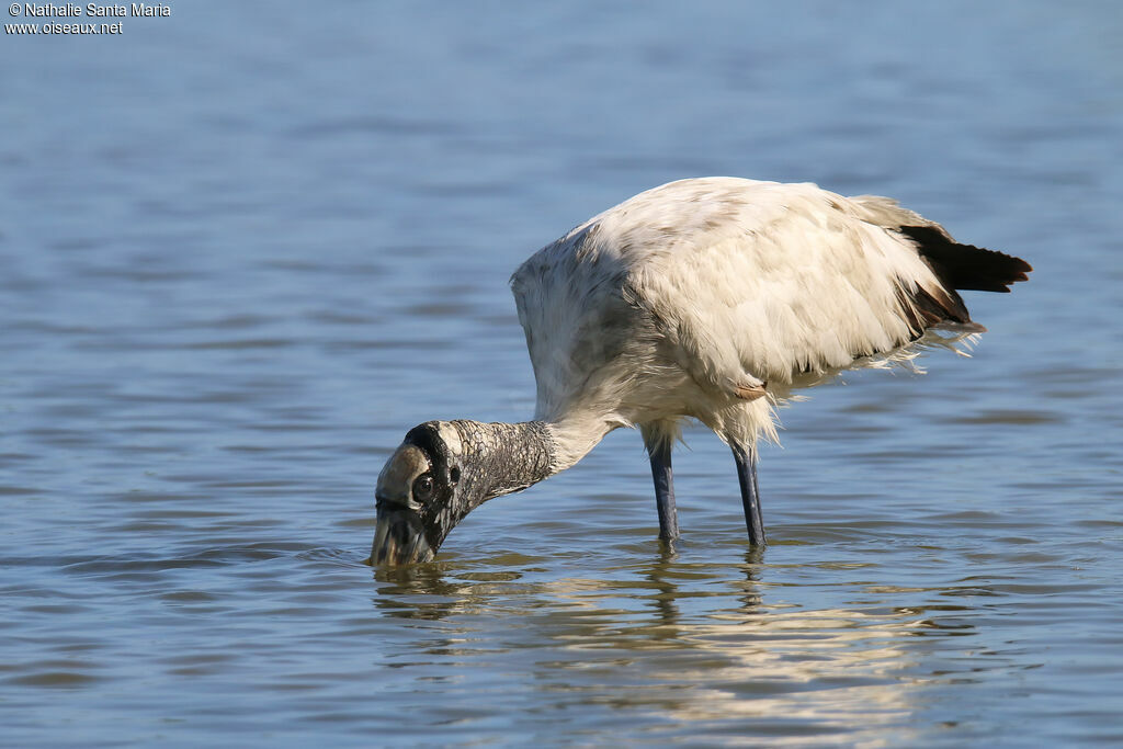 Wood Storkadult, identification, fishing/hunting