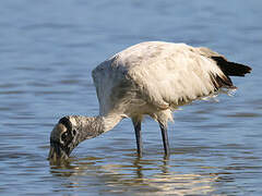 Wood Stork