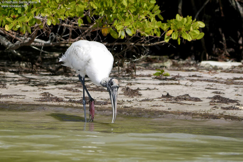 Wood Storkadult, identification, walking