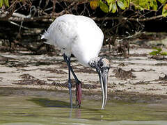 Wood Stork