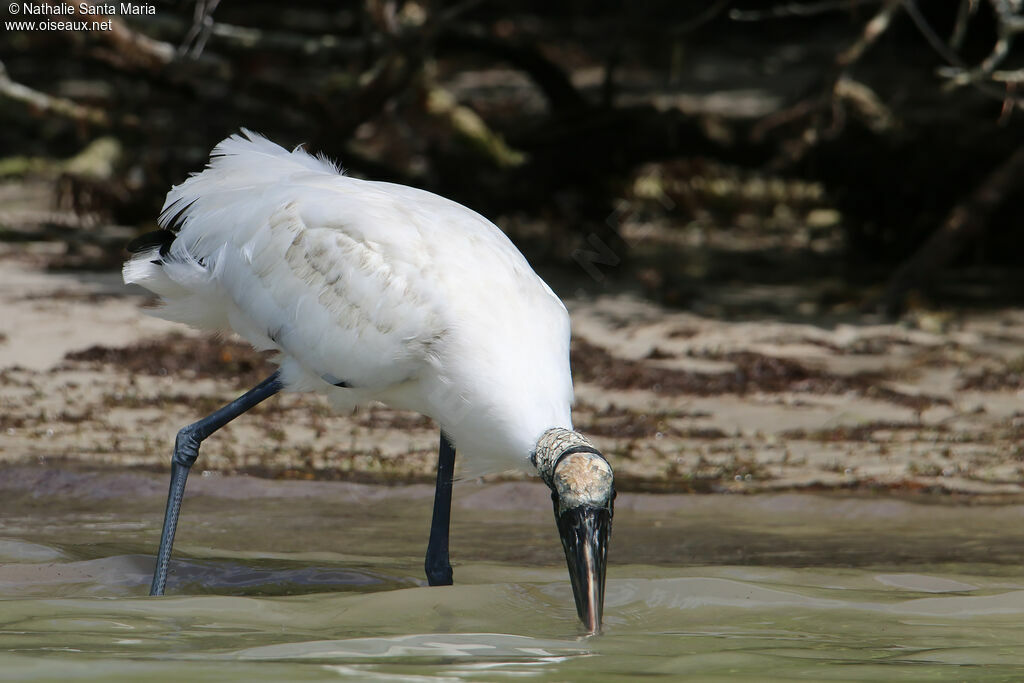 Wood Storkadult, identification, walking, fishing/hunting