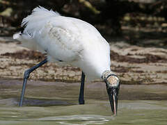 Wood Stork